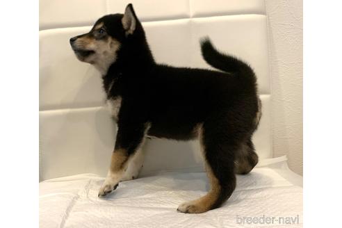 成約済の滋賀県の柴犬-155532の3枚目