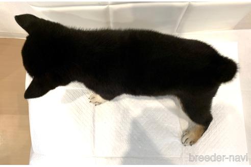 成約済の滋賀県の柴犬-155532の2枚目