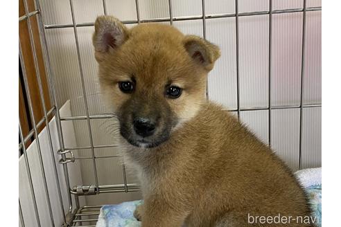 成約済の岡山県の柴犬-154141の1枚目