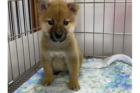 成約済の岡山県の柴犬-154141の4枚目