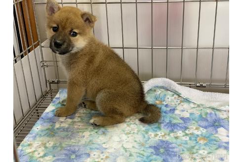 成約済の岡山県の柴犬-154141の3枚目