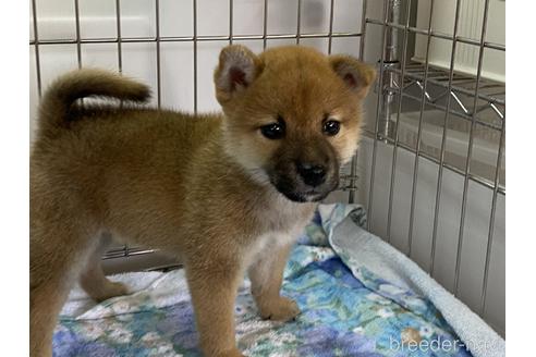 成約済の岡山県の柴犬-154141の2枚目