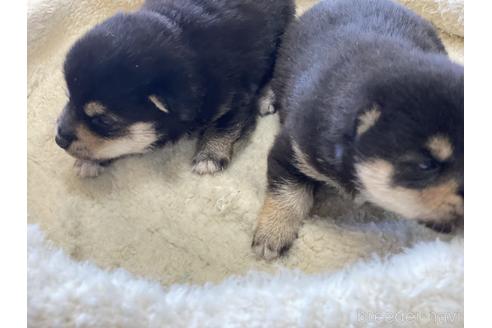 成約済の岡山県の豆柴-155549