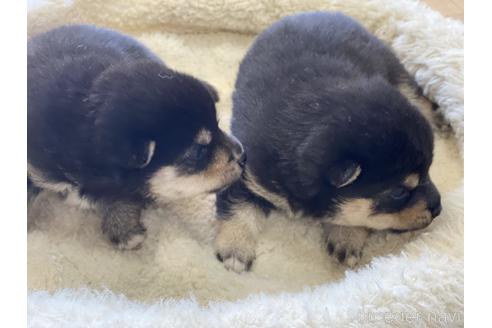 成約済の岡山県の豆柴-155549の2枚目