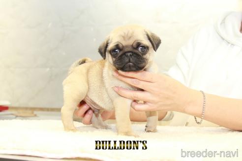 成約済の東京都のパグ-155563の1枚目