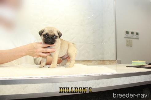 成約済の東京都のパグ-155563の7枚目