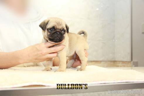 成約済の東京都のパグ-155563の6枚目