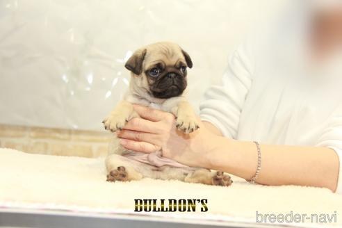 成約済の東京都のパグ-155563の3枚目