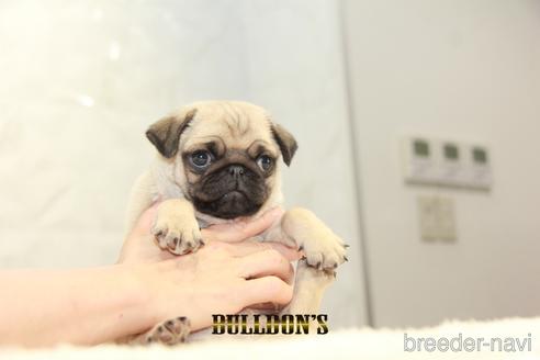 成約済の東京都のパグ-155563の2枚目