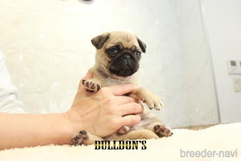 成約済の東京都のパグ-155564の1枚目