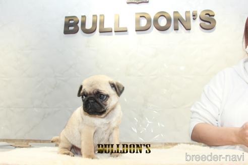 成約済の東京都のパグ-155564の7枚目