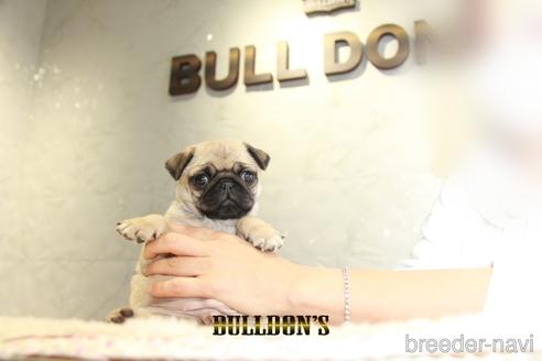 成約済の東京都のパグ-155564の5枚目