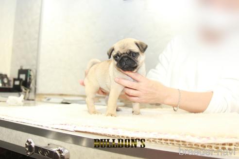 成約済の東京都のパグ-155564の3枚目
