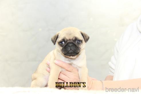 成約済の東京都のパグ-155564の2枚目