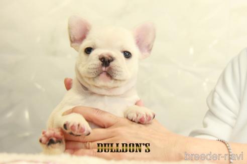 成約済の東京都のフレンチブルドッグ-155566の1枚目