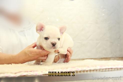 成約済の東京都のフレンチブルドッグ-155566の7枚目