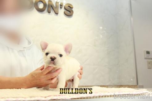 成約済の東京都のフレンチブルドッグ-155566の6枚目