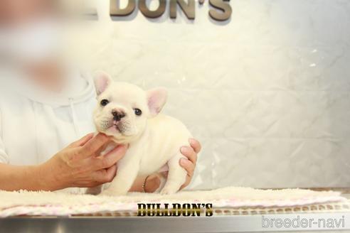 成約済の東京都のフレンチブルドッグ-155566の5枚目