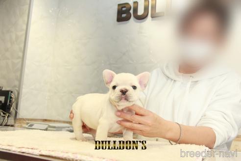 成約済の東京都のフレンチブルドッグ-155566の4枚目