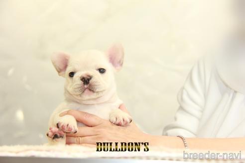 成約済の東京都のフレンチブルドッグ-155566の3枚目