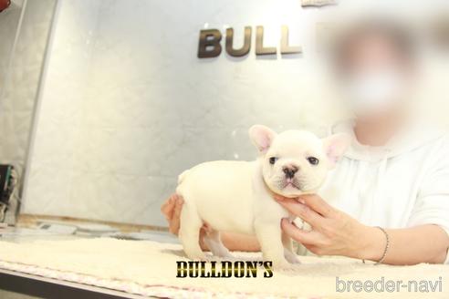 成約済の東京都のフレンチブルドッグ-155566の2枚目