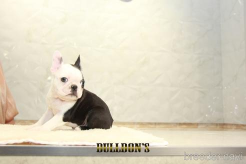 成約済の東京都のボストンテリア-155568の4枚目