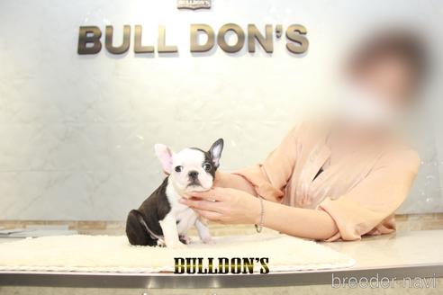 成約済の東京都のボストンテリア-155568の3枚目