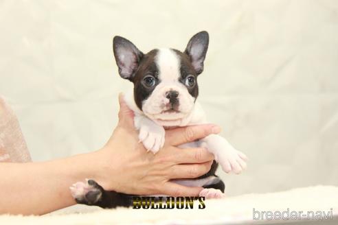 成約済の東京都のボストンテリア-155571