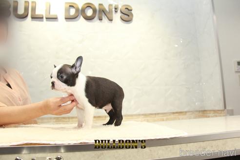 成約済の東京都のボストンテリア-155571の7枚目