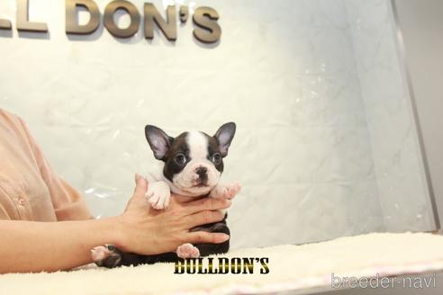 成約済の東京都のボストンテリア-155571の6枚目