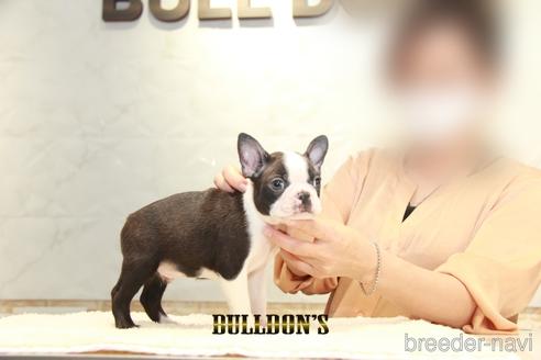 成約済の東京都のボストンテリア-155571の2枚目