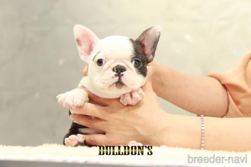 成約済の東京都のボストンテリア-155572の1枚目