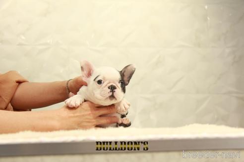 成約済の東京都のボストンテリア-155572の6枚目