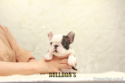 成約済の東京都のボストンテリア-155572の5枚目