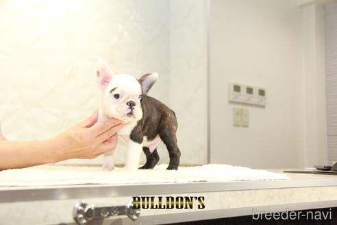 成約済の東京都のボストンテリア-155572の4枚目