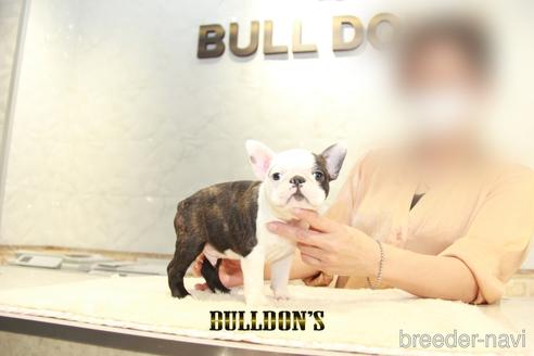 成約済の東京都のボストンテリア-155572の2枚目