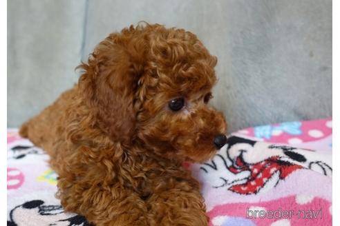 成約済の熊本県のトイプードル-155581の5枚目
