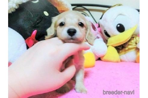成約済の群馬県のチワックス:チワワ×ミニチュアダックスフンド-155597の1枚目