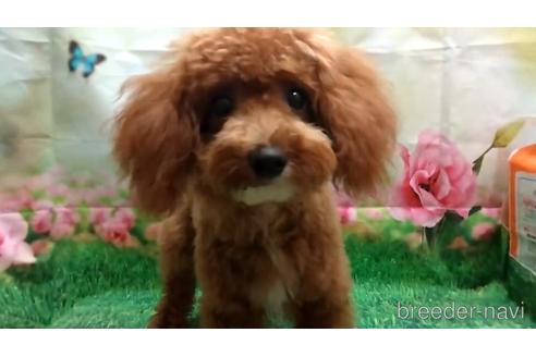 成約済の千葉県のトイプードル-142430の5枚目