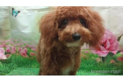 成約済の千葉県のトイプードル-142430の4枚目