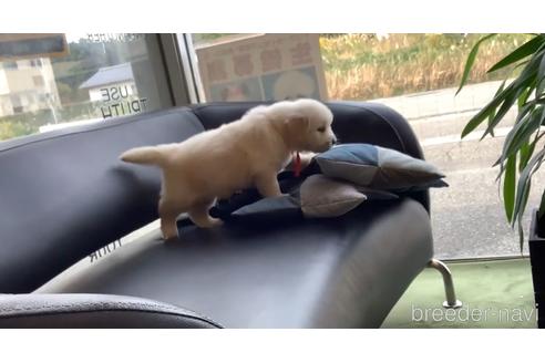 成約済の石川県のゴールデンレトリーバー-155636の2枚目