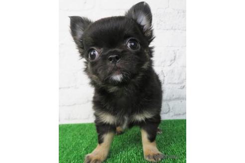 成約済の大阪府のチワワ(ロングコート)-155639の1枚目