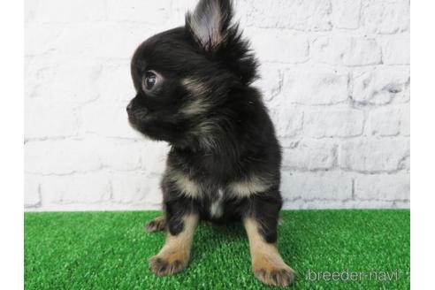 成約済の大阪府のチワワ(ロングコート)-155639の6枚目