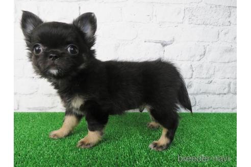 成約済の大阪府のチワワ(ロングコート)-155639の5枚目