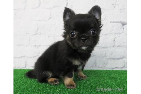 成約済の大阪府のチワワ(ロングコート)-155639の3枚目