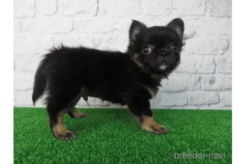 成約済の大阪府のチワワ(ロングコート)-155639の2枚目