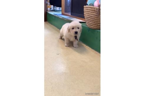 成約済の石川県のゴールデンレトリーバー-155640の2枚目