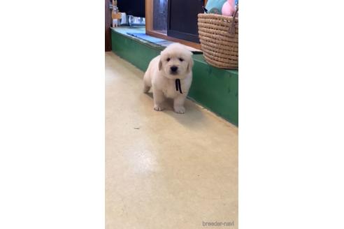 成約済の石川県のゴールデンレトリーバー-155640の1枚目