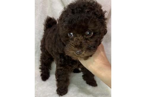 成約済の埼玉県のタイニープードル-147983の15枚目
