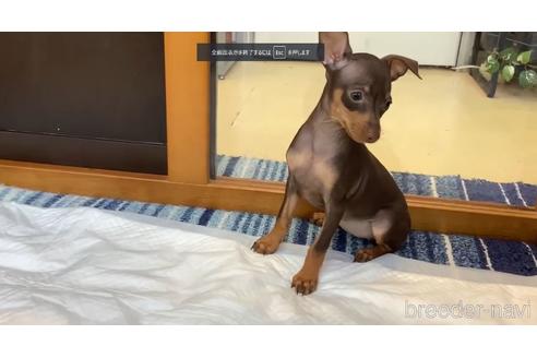 成約済の石川県のミニチュアピンシャー(ミニピン)-155662の3枚目